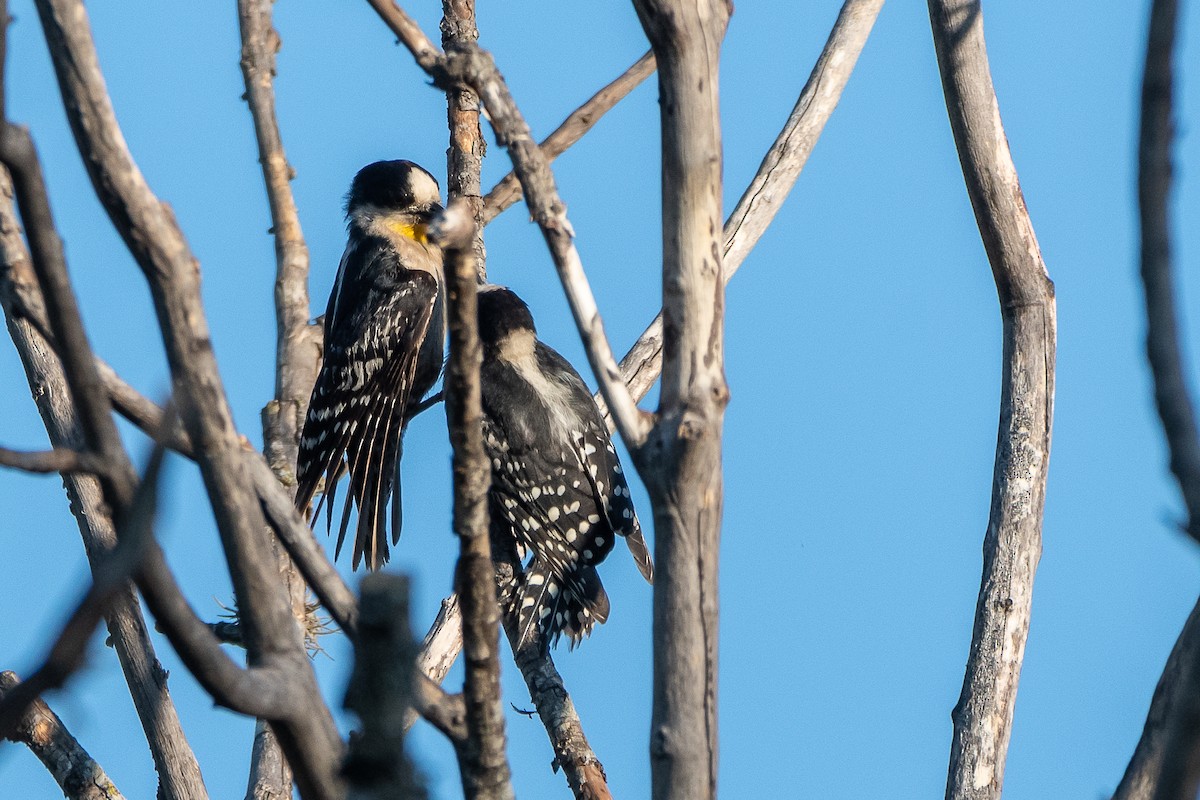 White-fronted Woodpecker - ML297039811