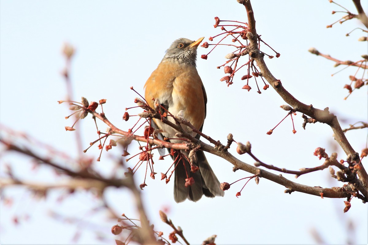 Rufous-backed Robin - ML297045681