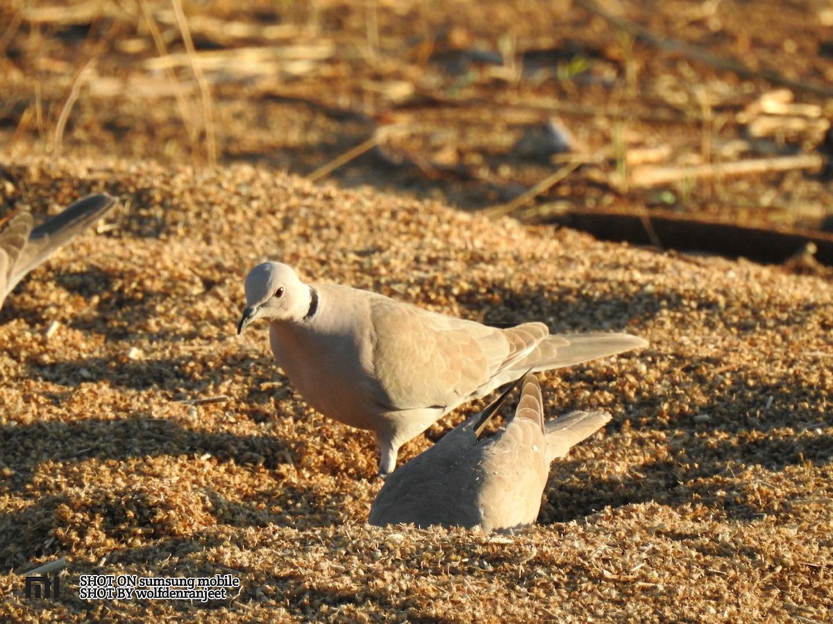 Eurasian Collared-Dove - Ranjeet Singh