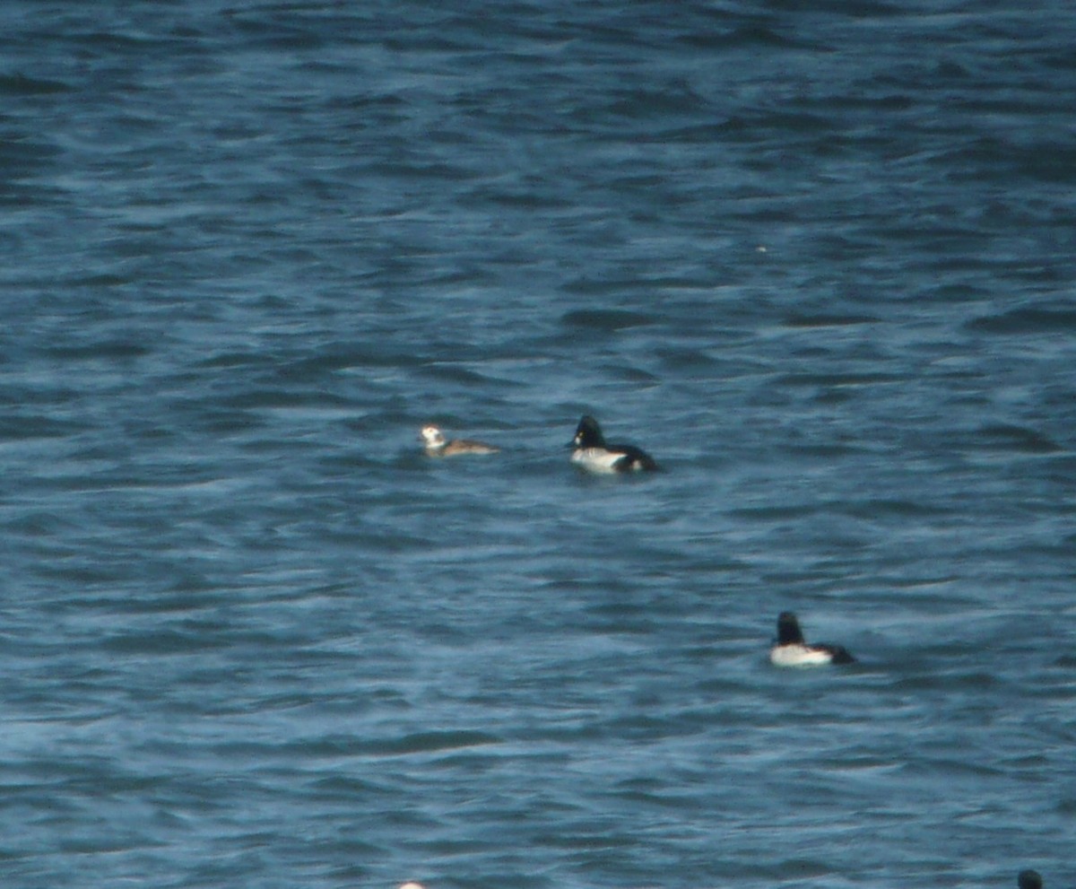 Long-tailed Duck - ML297046371