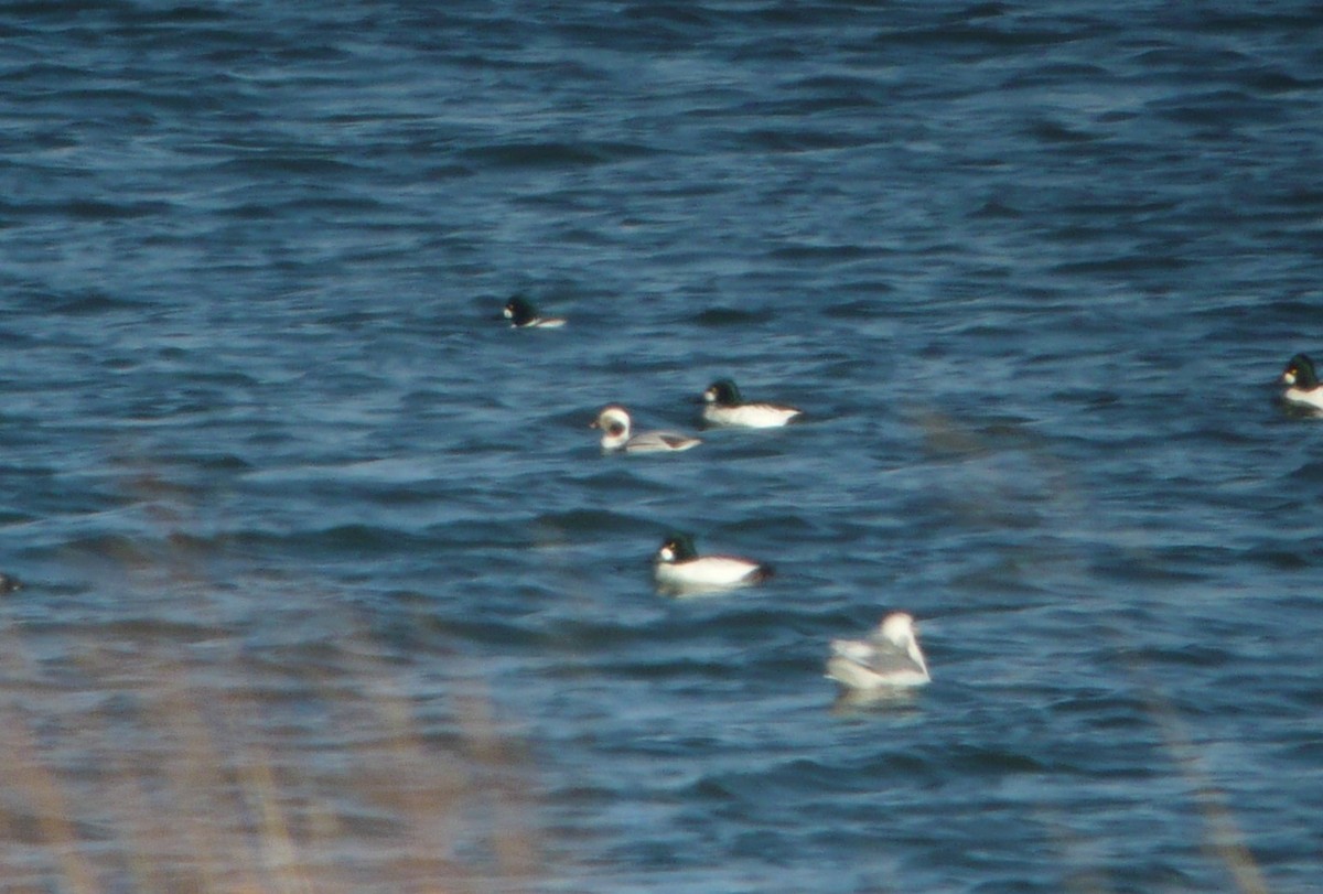 Long-tailed Duck - ML297046501