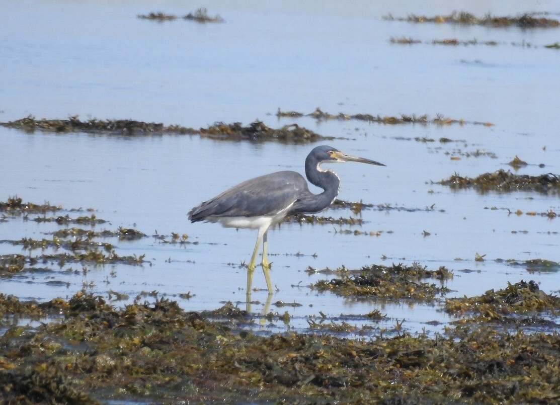 Tricolored Heron - ML29704661