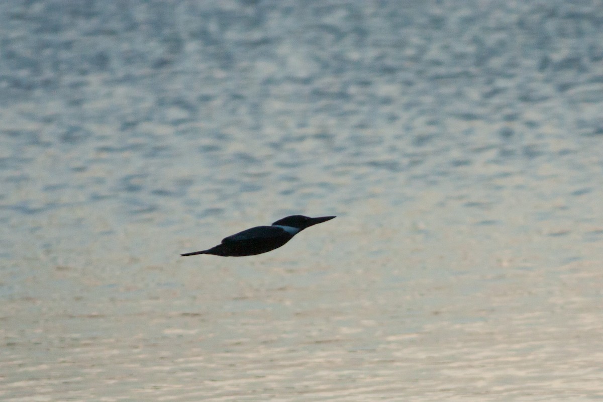 Ringed Kingfisher - ML297047431