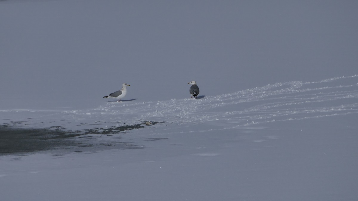 Herring Gull - ML297047451