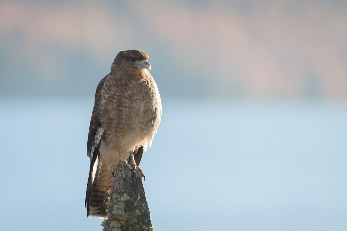 Caracara chimango - ML297047501