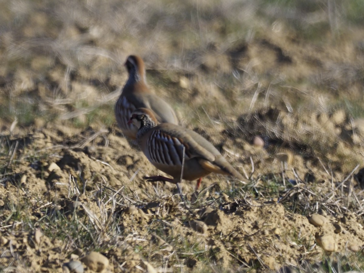 Red-legged Partridge - ML297047961