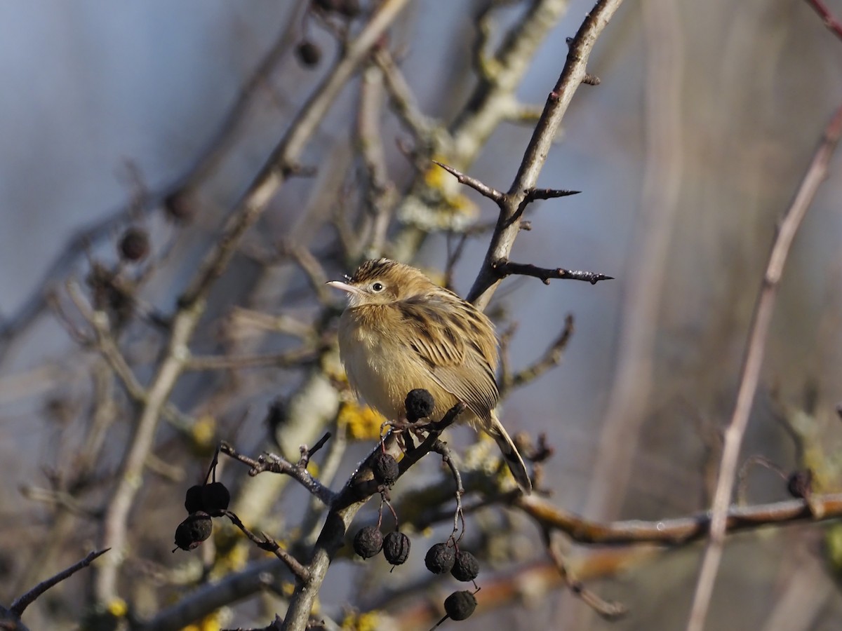 Zitting Cisticola - ML297048181