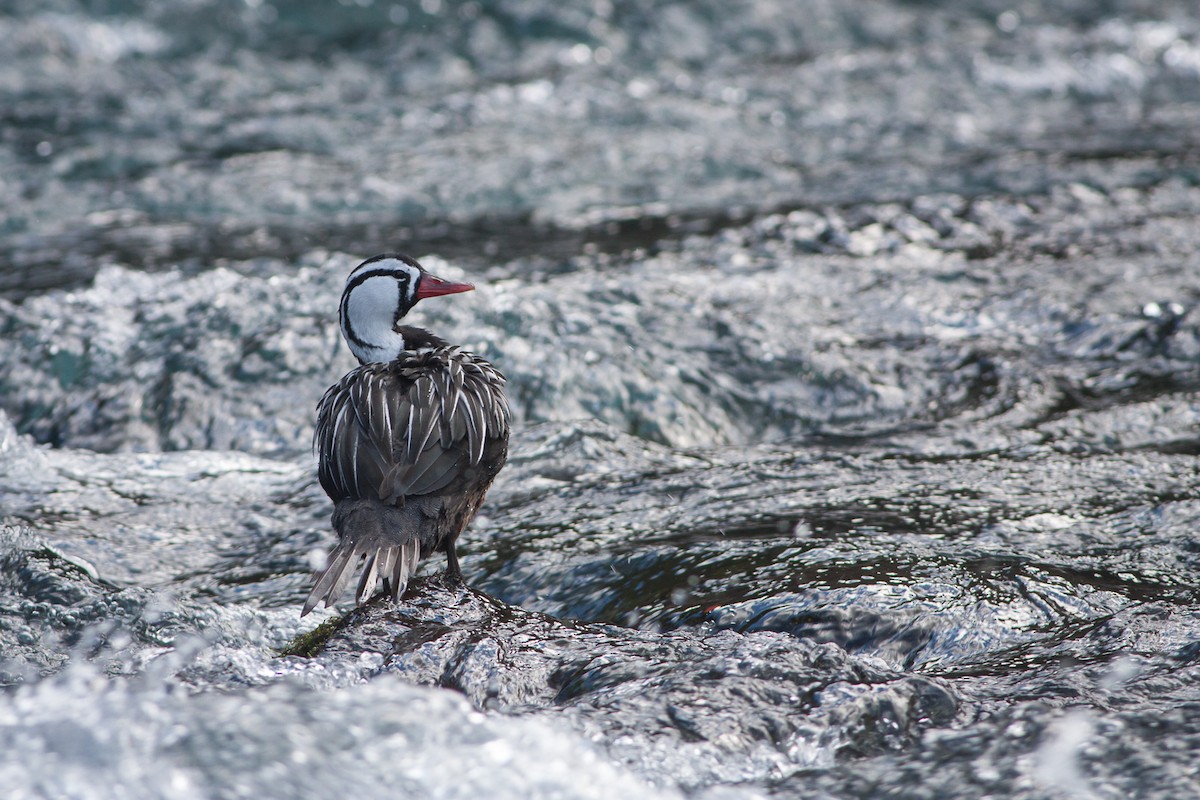 Torrent Duck - Ariel Cabrera Foix