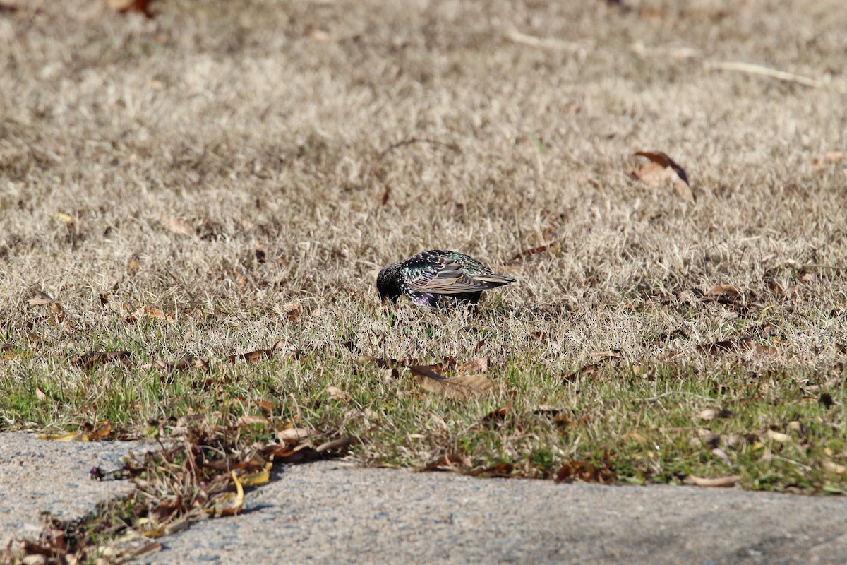 European Starling - ML297049371