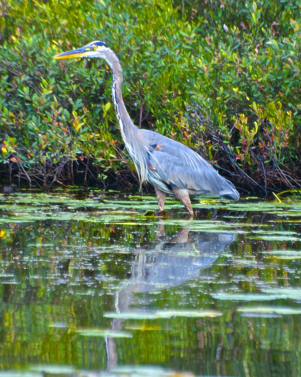 Great Blue Heron - ML29705041