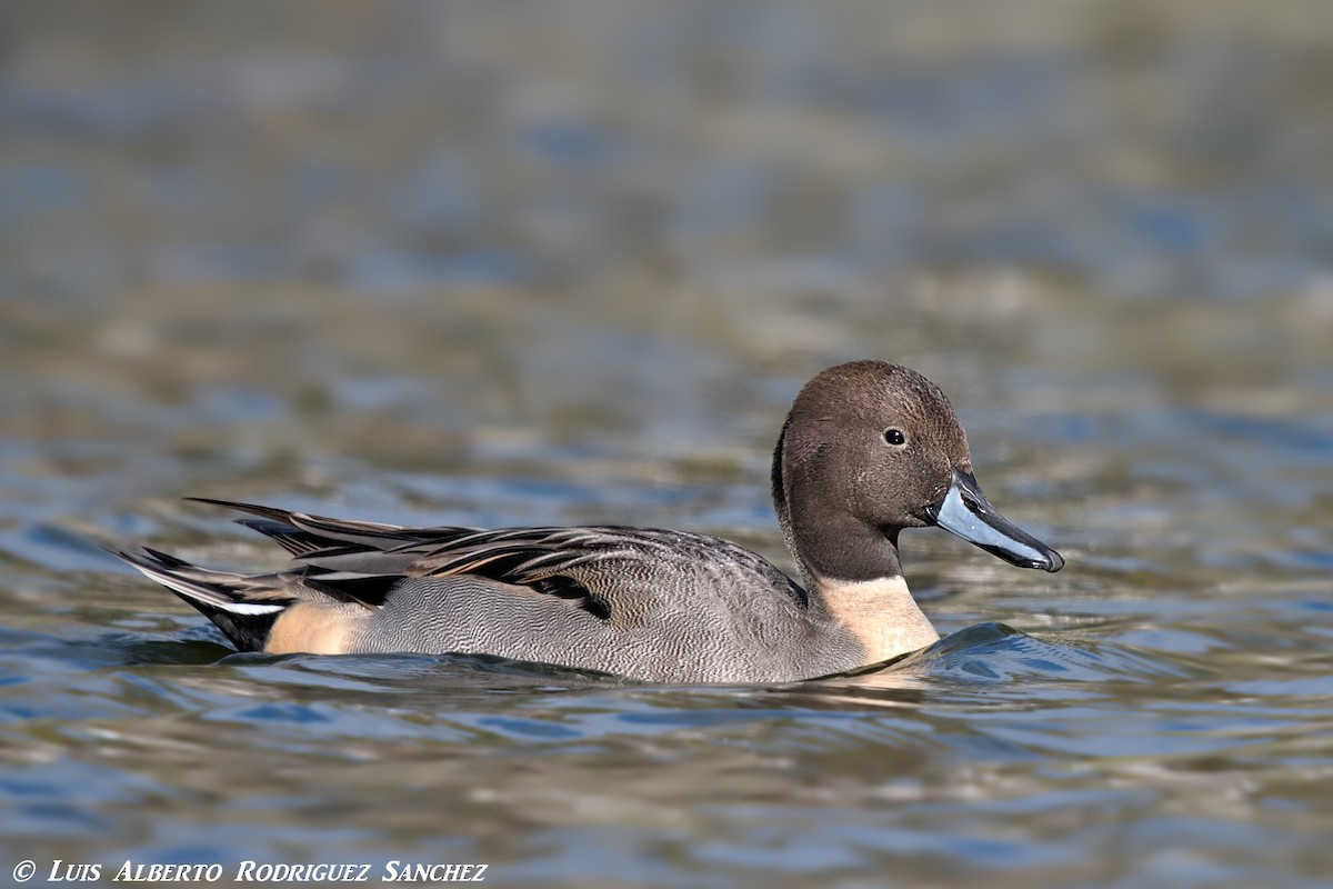 Northern Pintail - ML297050891