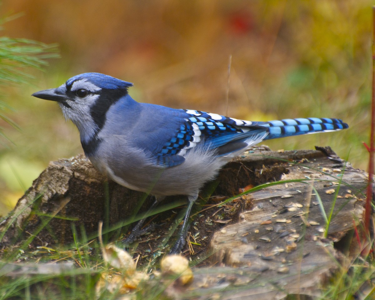 Blue Jay - ML29705151