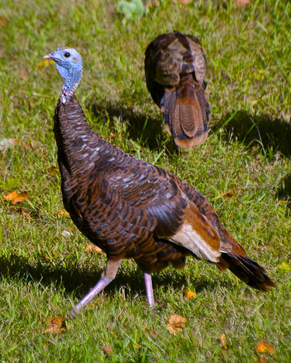 Wild Turkey - Warren Lynn