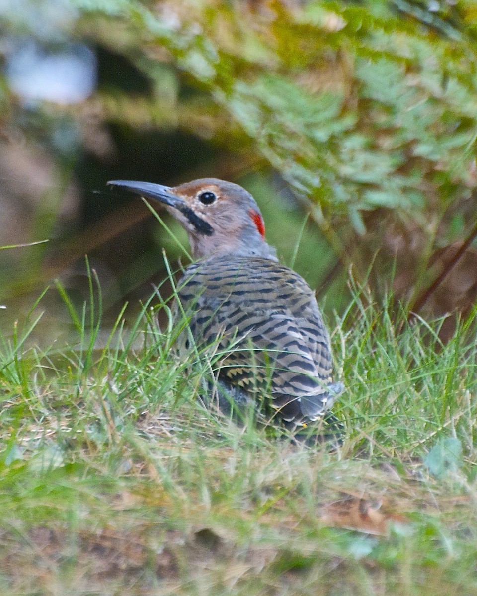 Northern Flicker - ML29705291