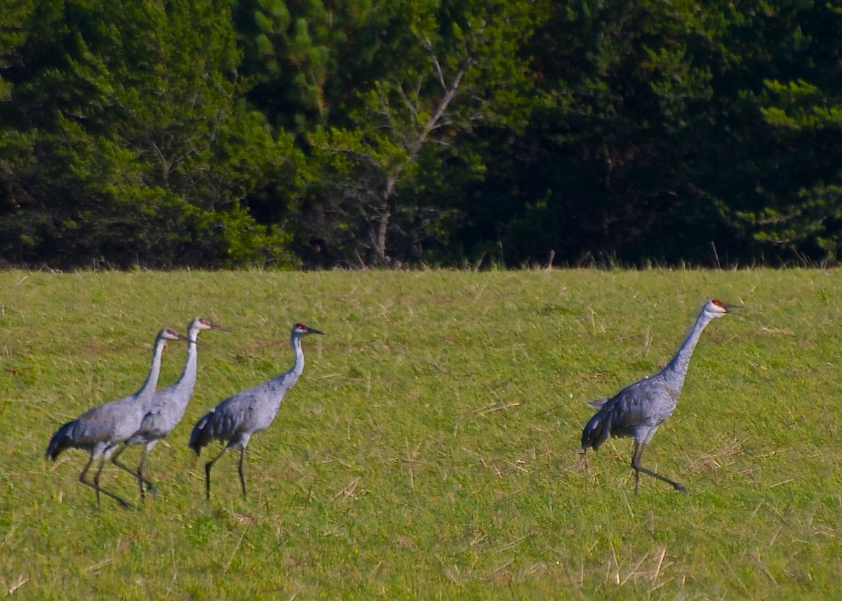 Sandhill Crane - Warren Lynn