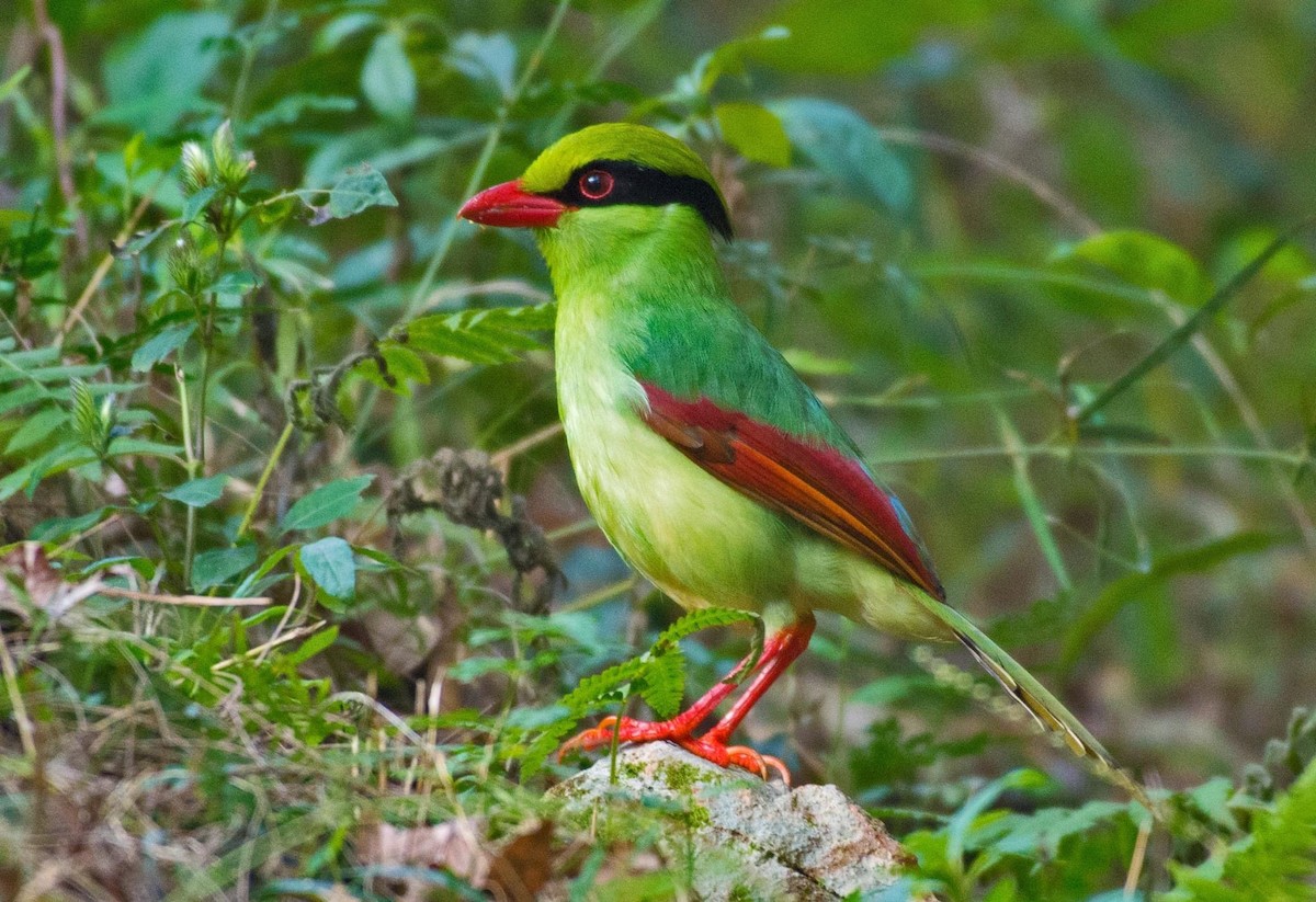 Indochinese Green-Magpie - ML297054511