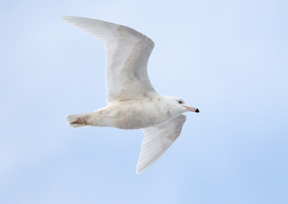 Glaucous Gull - ML297055531