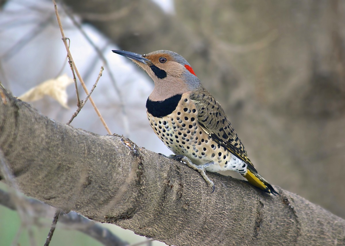 Northern Flicker - ML29705611