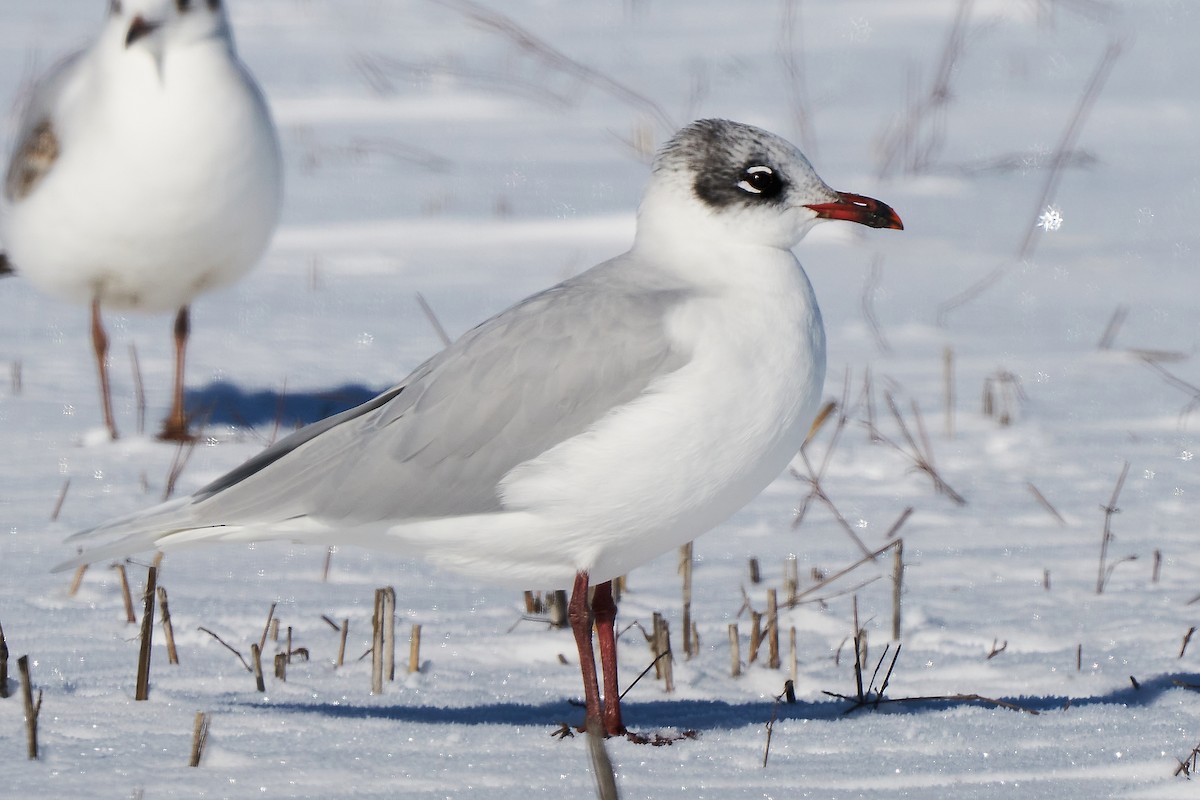 Mediterranean Gull - Miguel Rouco