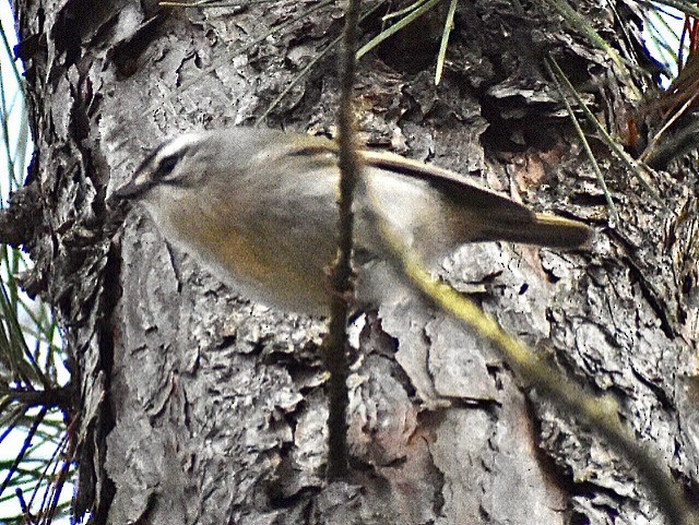 Golden-crowned Kinglet - ML297058761