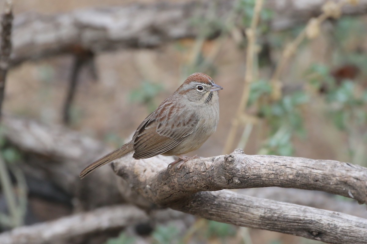 Rufous-crowned Sparrow - ML297060001