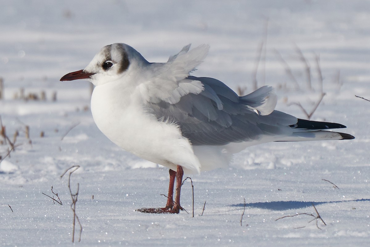 Black-headed Gull - Miguel Rouco