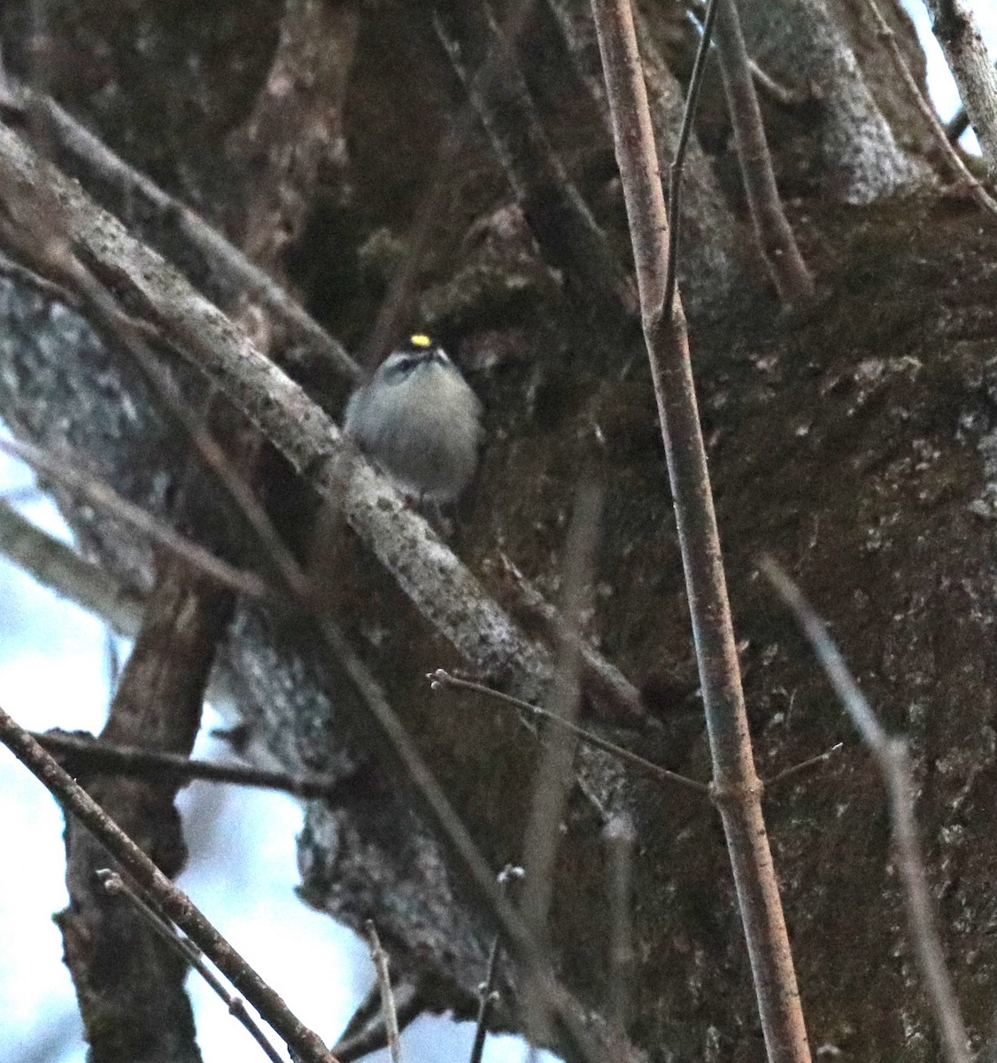 Golden-crowned Kinglet - Ken Wat