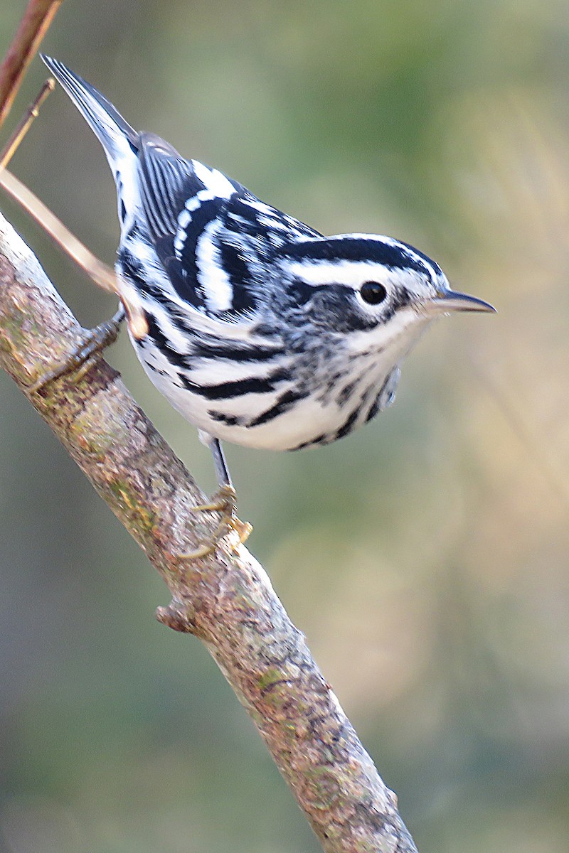 Black-and-white Warbler - ML297060571