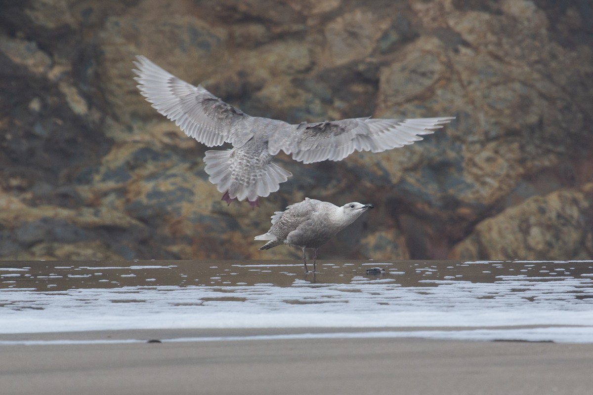 Glaucous-winged Gull - ML297061191