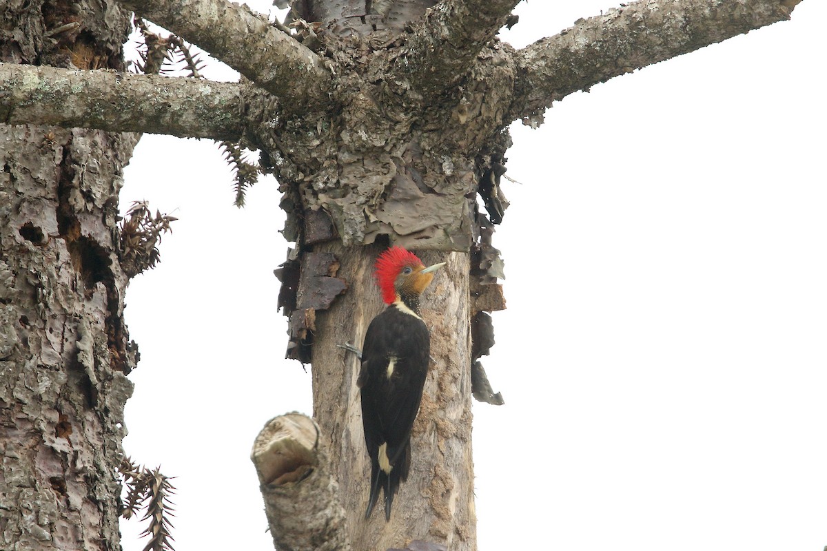 Helmeted Woodpecker - ML297061771