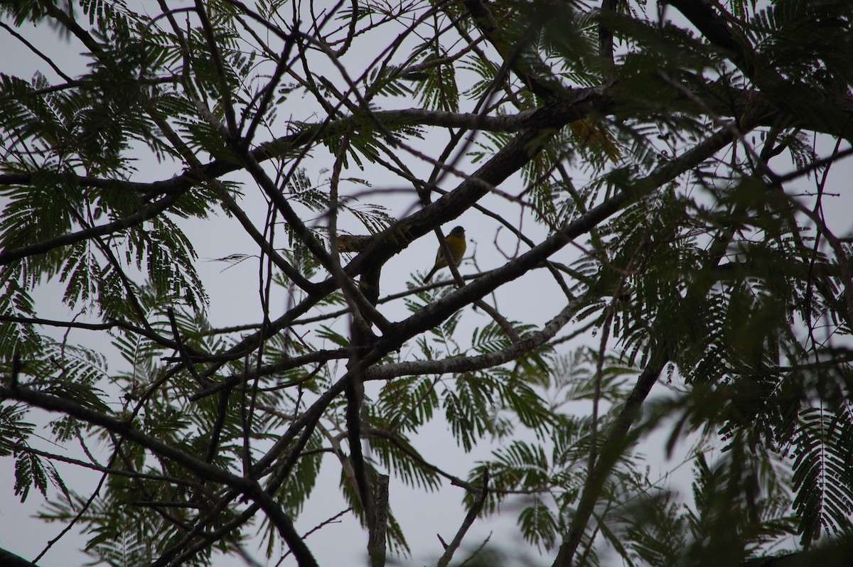 Tropical Parula - ML297061901