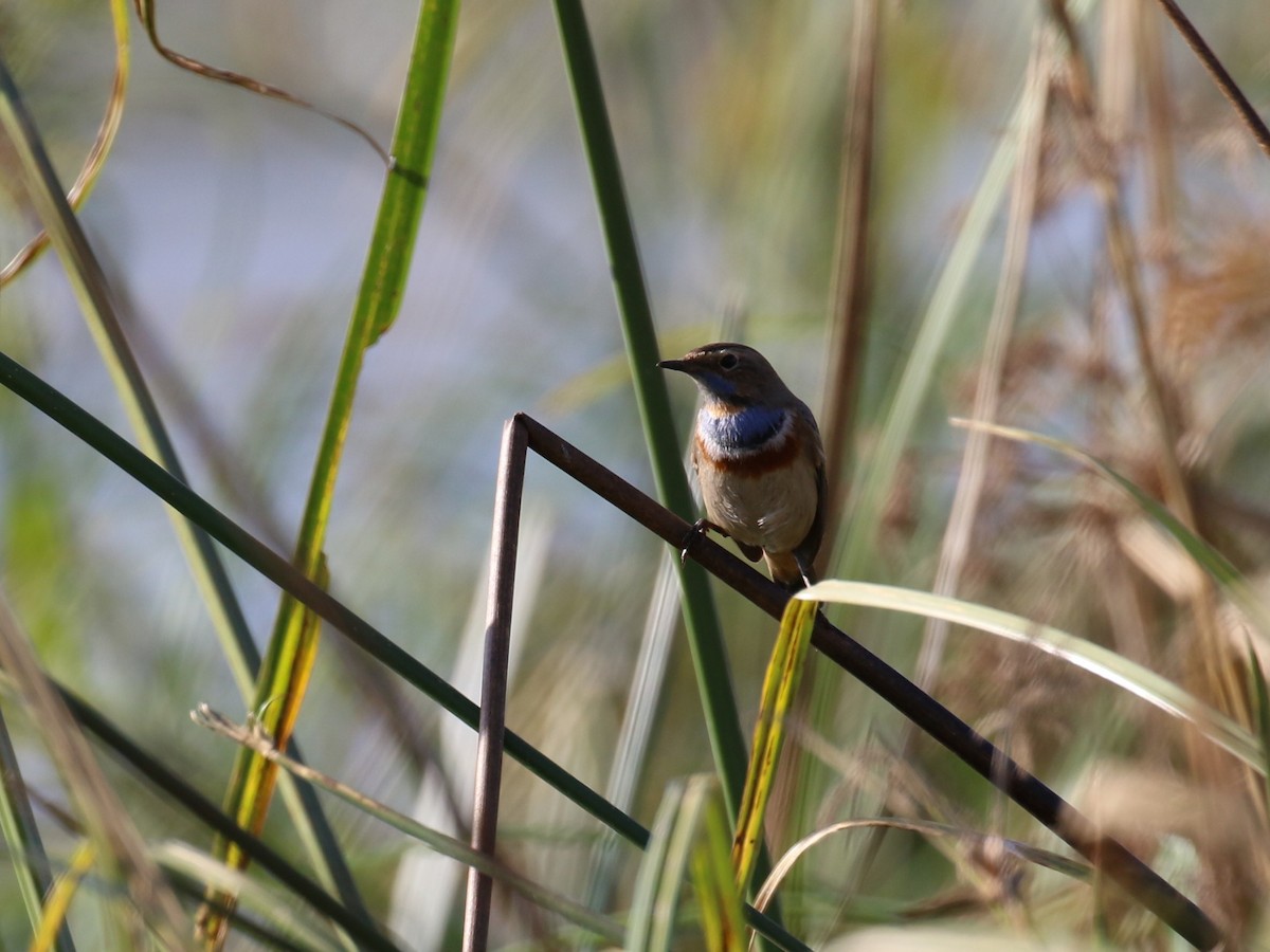 Bluethroat - Fikret Ataşalan