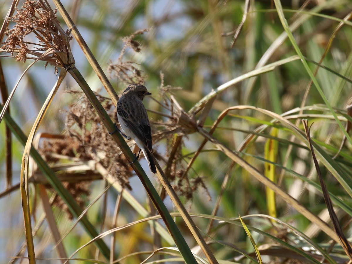 Siberian Stonechat - Fikret Ataşalan