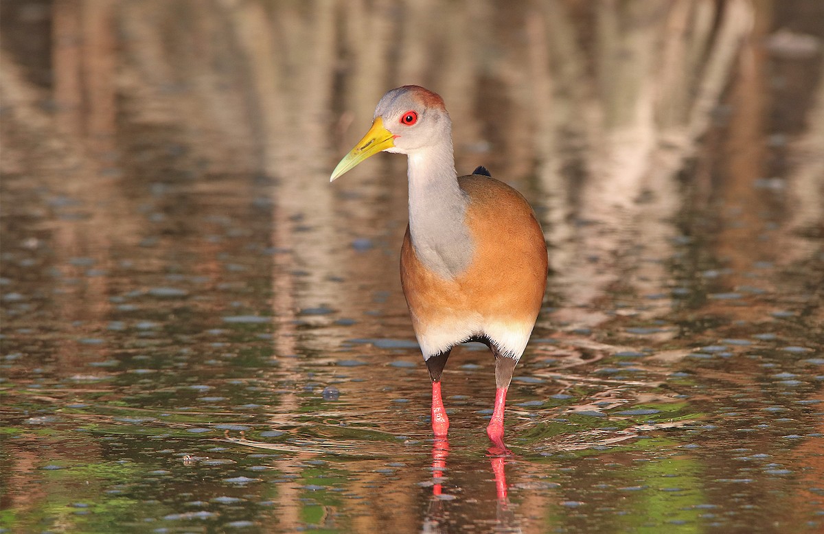 Russet-naped Wood-Rail - Tim Avery