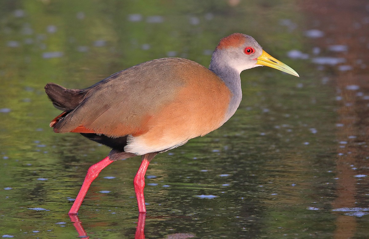 Russet-naped Wood-Rail - ML297063851