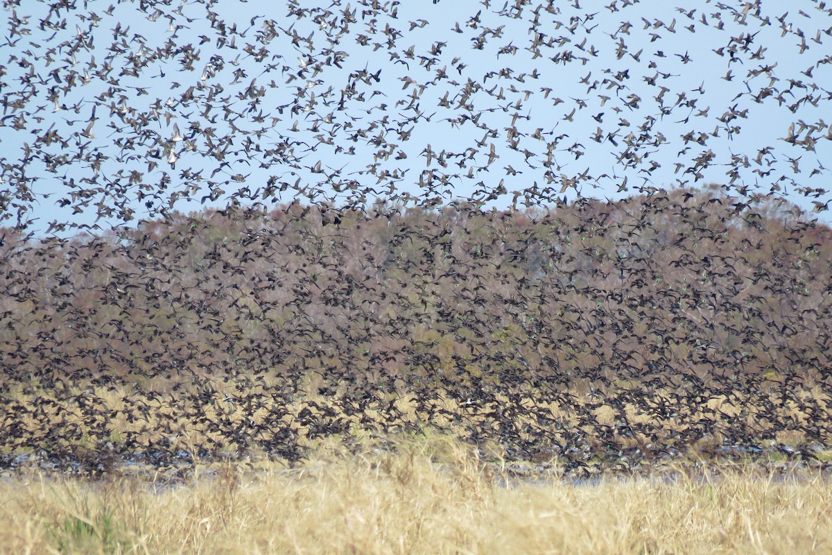 Green-winged Teal - ML297064871