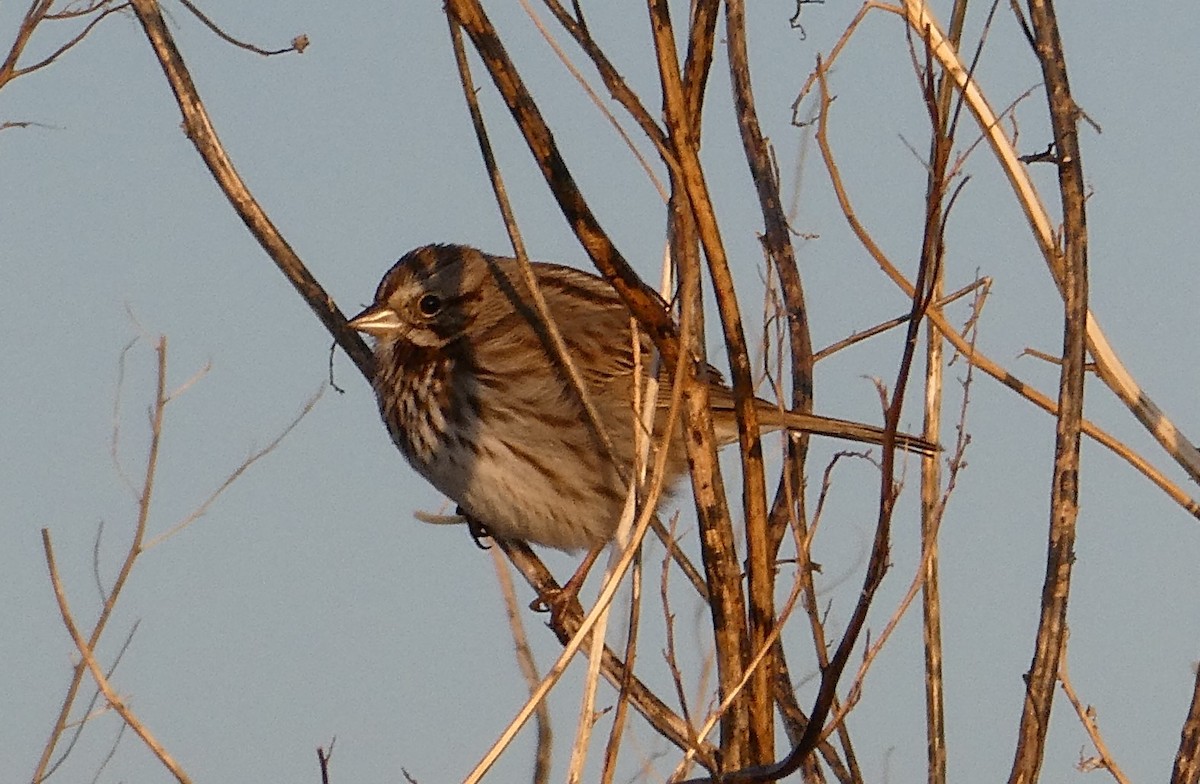 Song Sparrow - ML297066741