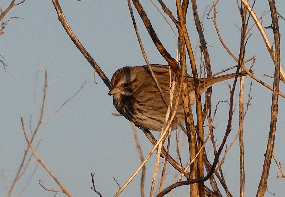 Song Sparrow - Bill Grabin