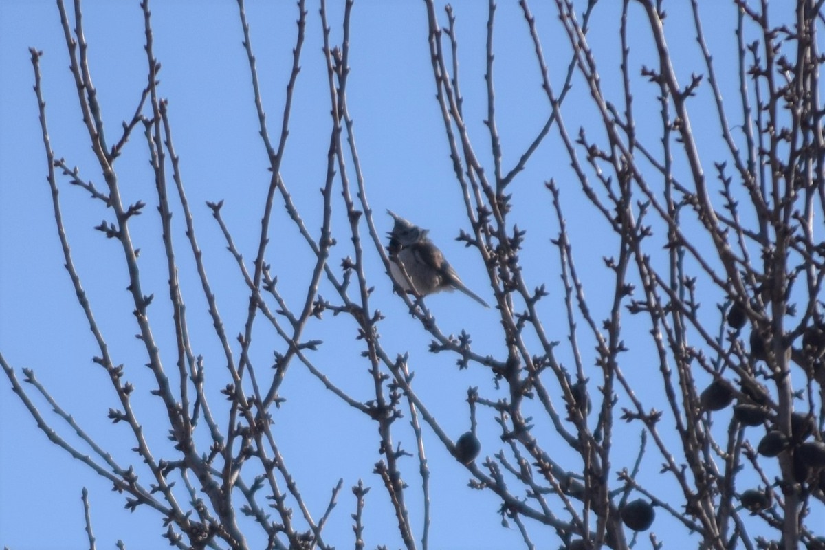 Crested Tit - ML297067051