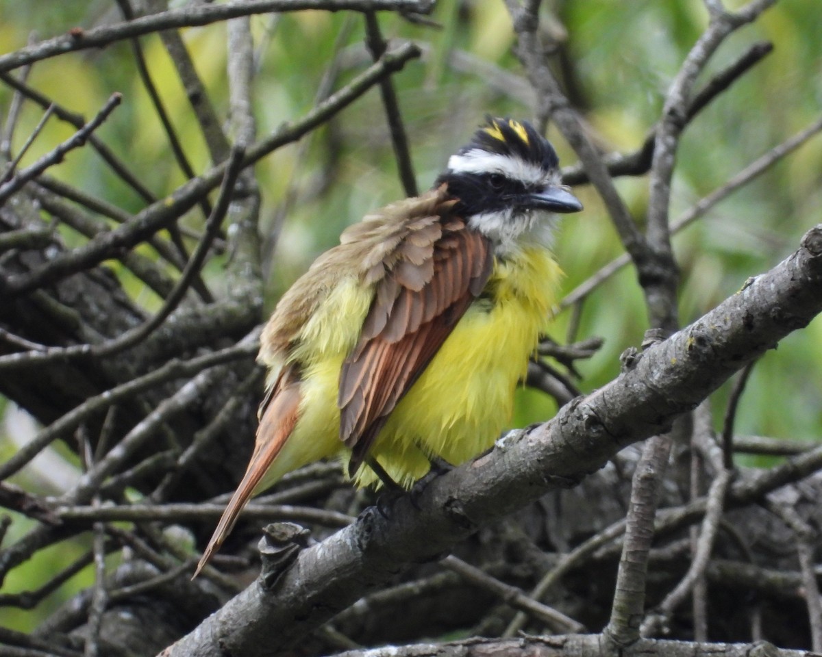 Great Kiskadee - ML297067171