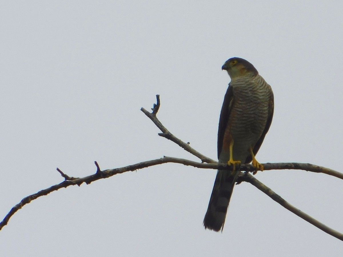 Sharp-shinned Hawk - Genaro Mazzucco