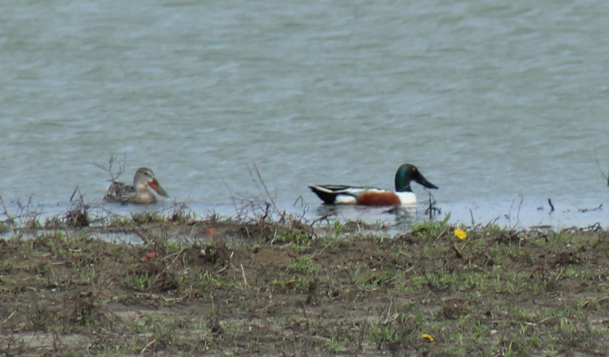 Northern Shoveler - ML297068581