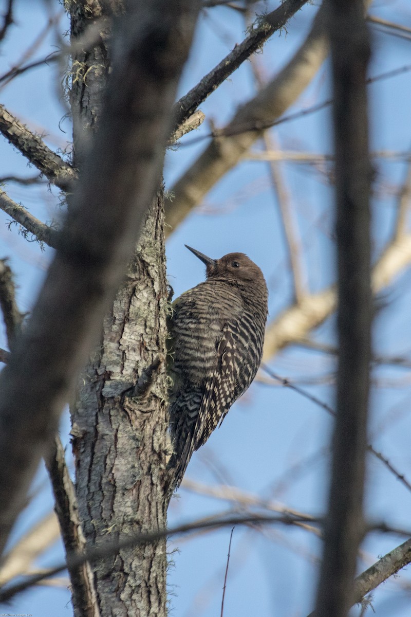 Williamson's Sapsucker - Matt Lau