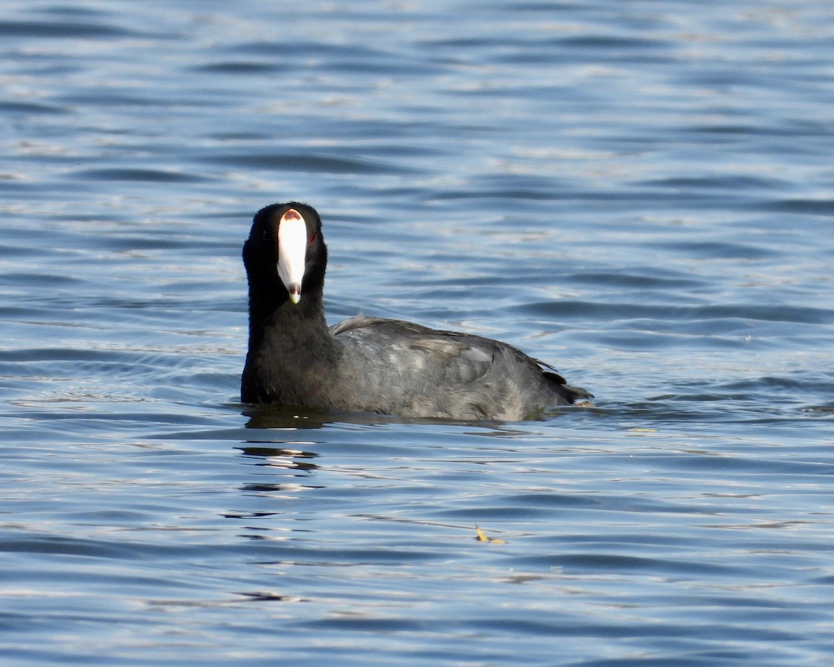 American Coot - ML297069911