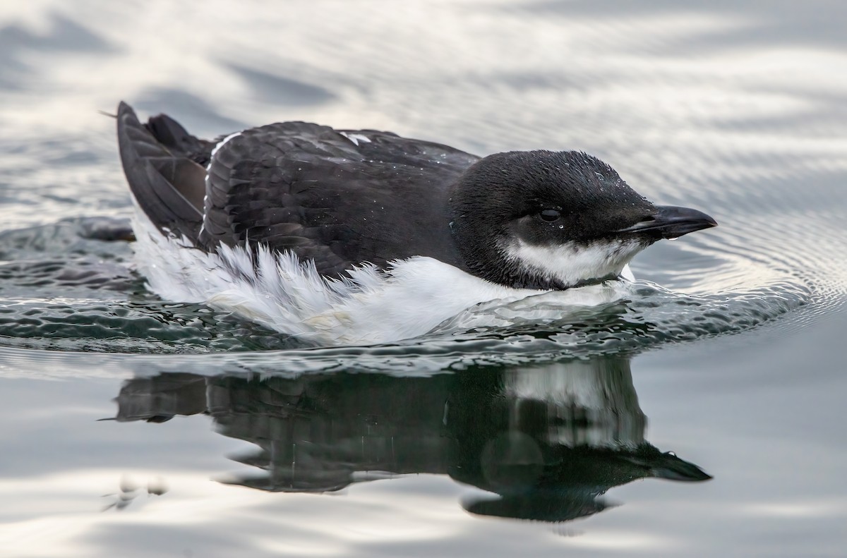 Thick-billed Murre - ML297071481