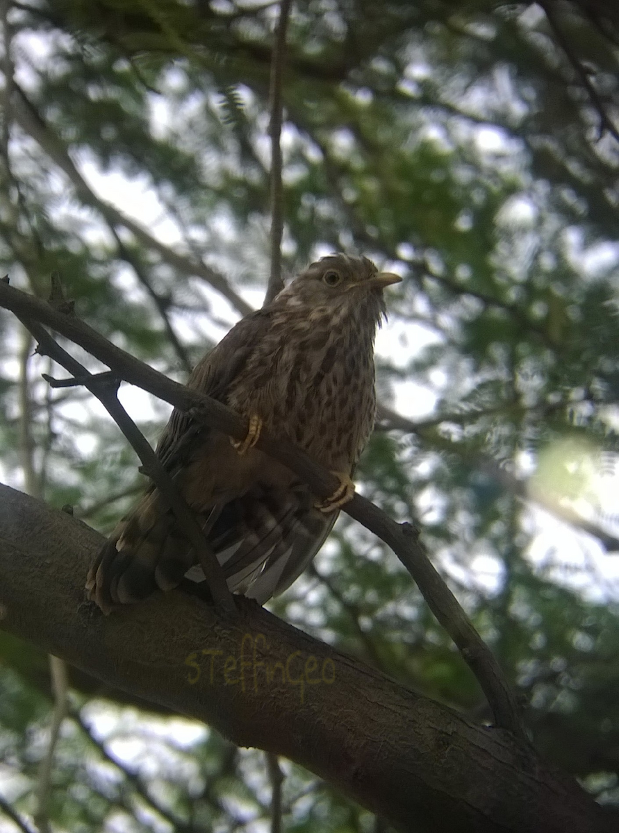 Common Hawk-Cuckoo - Steffin Babu