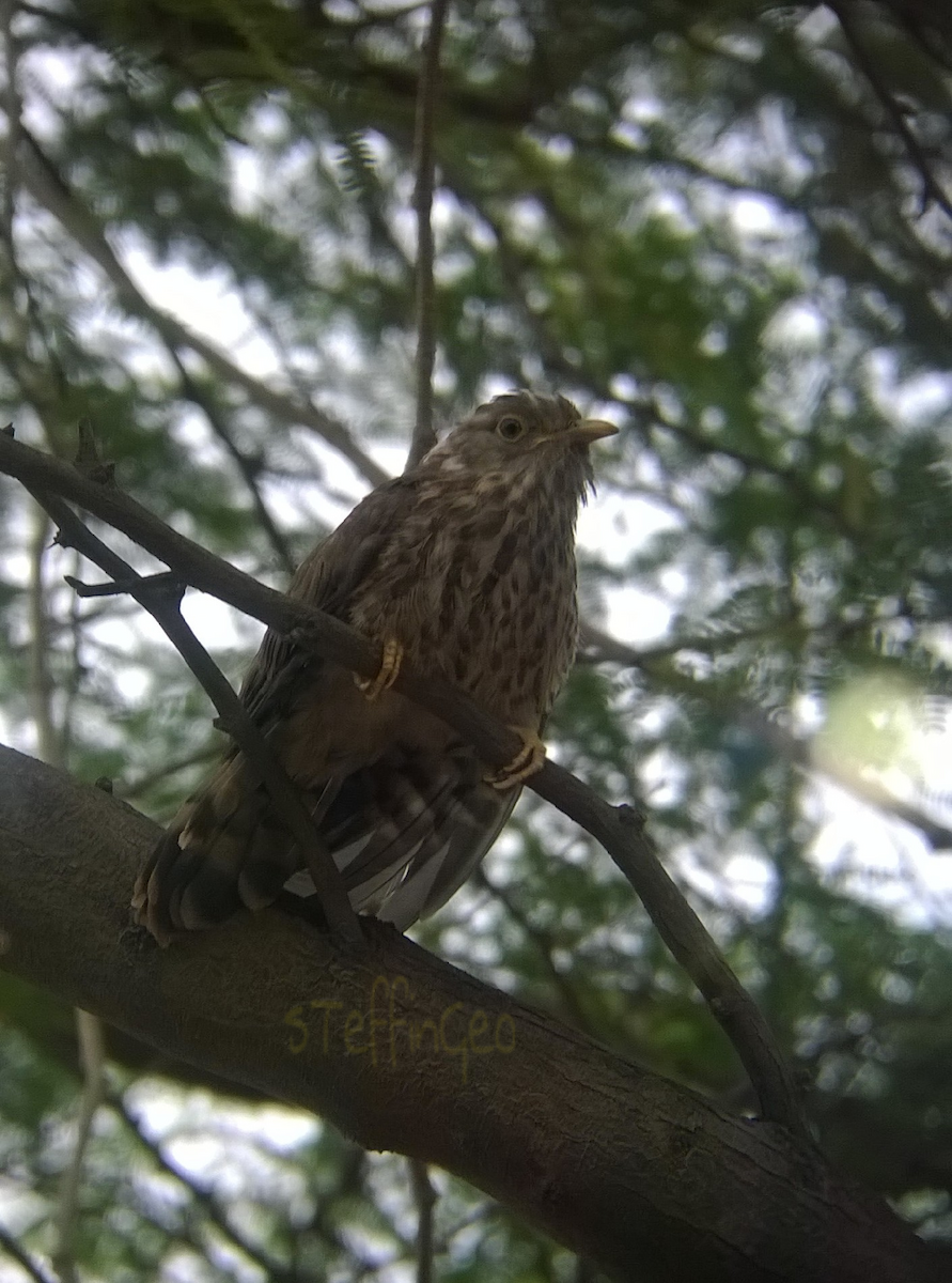 Common Hawk-Cuckoo - ML29707181