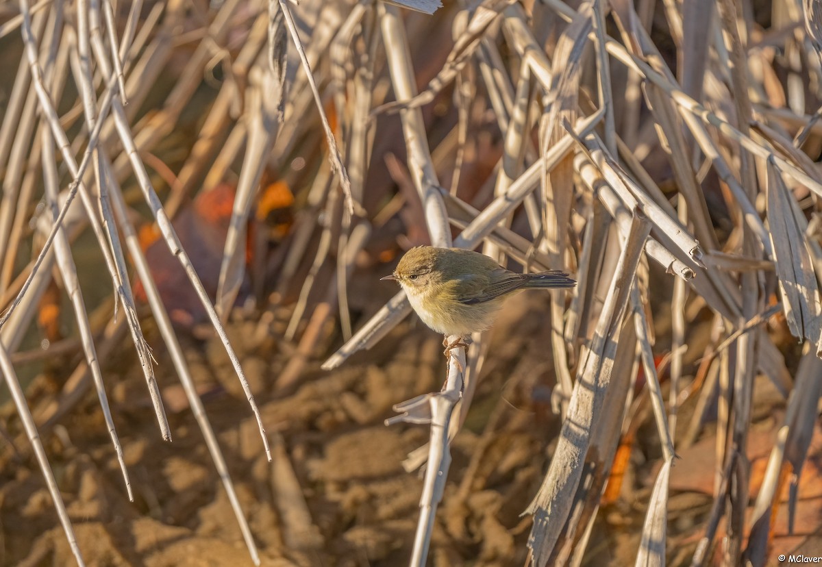 Common Chiffchaff - ML297071811