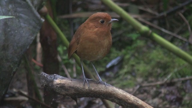 Equatorial Antpitta - ML297072111