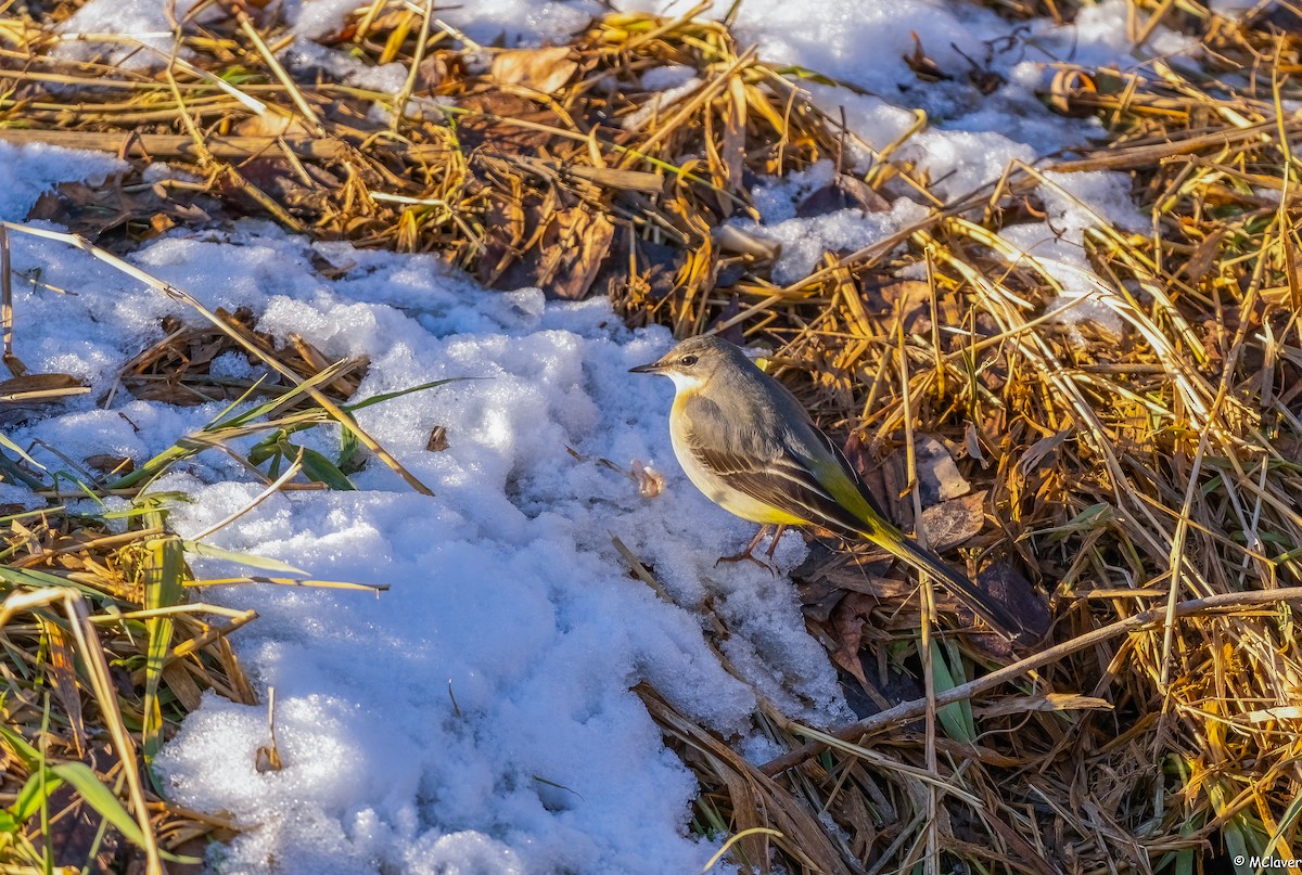 Gray Wagtail - ML297072731